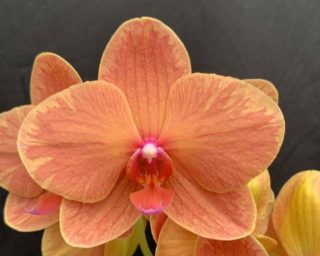 Phalaenopsis Fortune