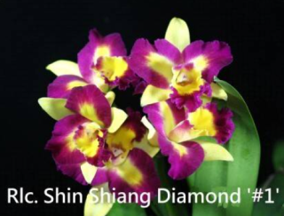 Rhyncholaeliocattleya Shin Shiang Diamond 1