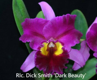 Rhyncholaeliocattleya Dick Smith Dark Beauty
