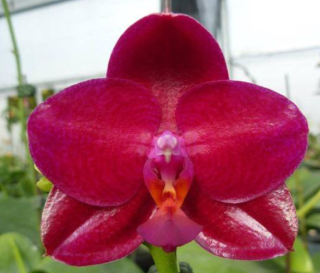 Phalaenopsis Mituo King Big Pink