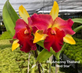 Rhyncholaeliocattleya Amazing Thailand Red Star