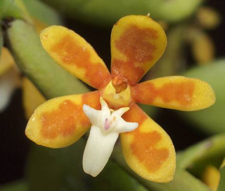 Trichoglottis orchidea