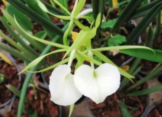 Brassavola Little Star