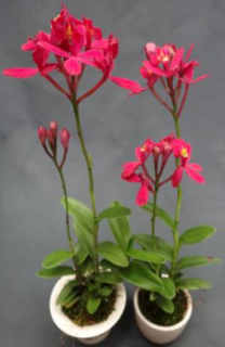 Epidendrum Crystal Valley "CT-Red Star"