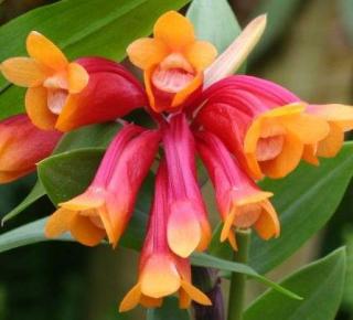 Dendrobium lawesii 'Red x Orange'