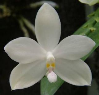 Phalaenopsis tetraspis var. alba