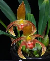 Bulbophyllum lobbii var. sulawesii