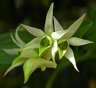 Dendrobium cuspidatum