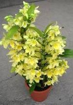 Dendrobium Yellow Song Candy