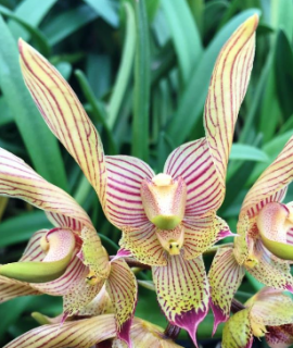 Bulbophyllum bicolor