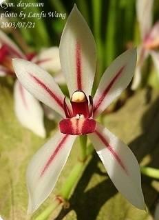 Cymbidium dayanum