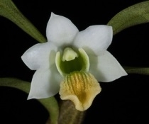 Dendrobium scabrilingue 