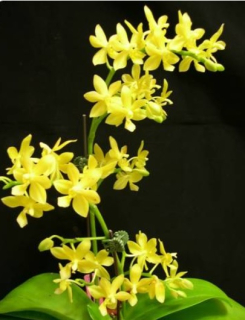 Phalaenopsis Stone Dance var. yellow