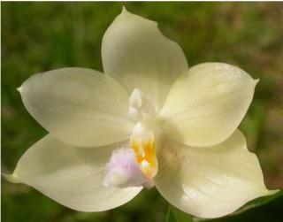 Phalaenopsis rofino (floresensis)