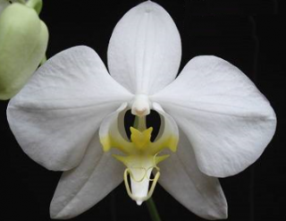 Phalaenopsis amabilis var. aurea