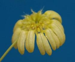 Bulbophyllum auratum "flava"
