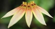 Bulbophyllum gusdorfii