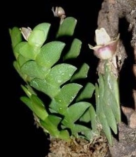 Dendrobium leonis - navázána