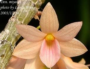 Dendrobium goldschmidtianum alba (syn. miaykay)
