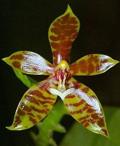 Phalaenopsis lameligera