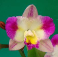 Hawkinsara Chien Ya Ocean 'Tian Mu' - mini orchidejka