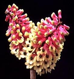 Dendrobium smillieae Pink