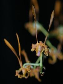Dendrobium strebroceras x self 