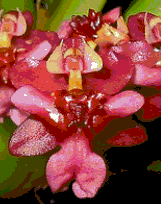 Oncidium Twinkle 'Red' (Rubina) - navázána