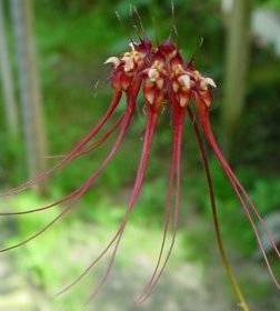 Bulbophyllum gracilimum