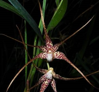 Dendrobium furcatopedicellatum