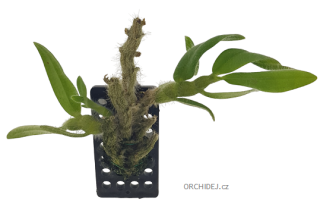 Dendrobium senile 