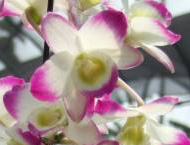 Dendrobium Spring Poesie