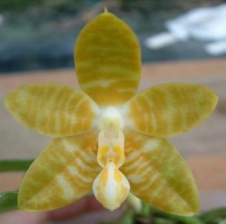 Phalaenopsis amboinensis var. flava 