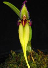 Bulbophyllum fascinator var. semi alba