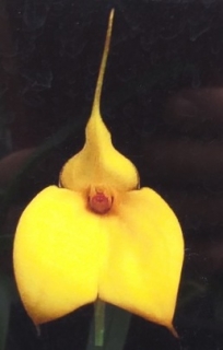 Masdevallia davisii