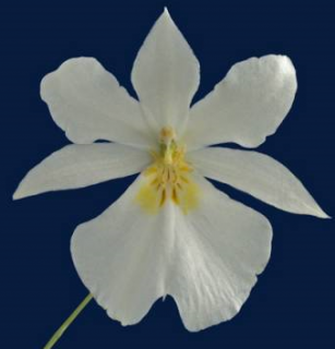 Miltonia roezlii alba