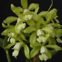 Cattleya guttata var. alba