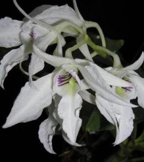 Dendrobium johnsoniae